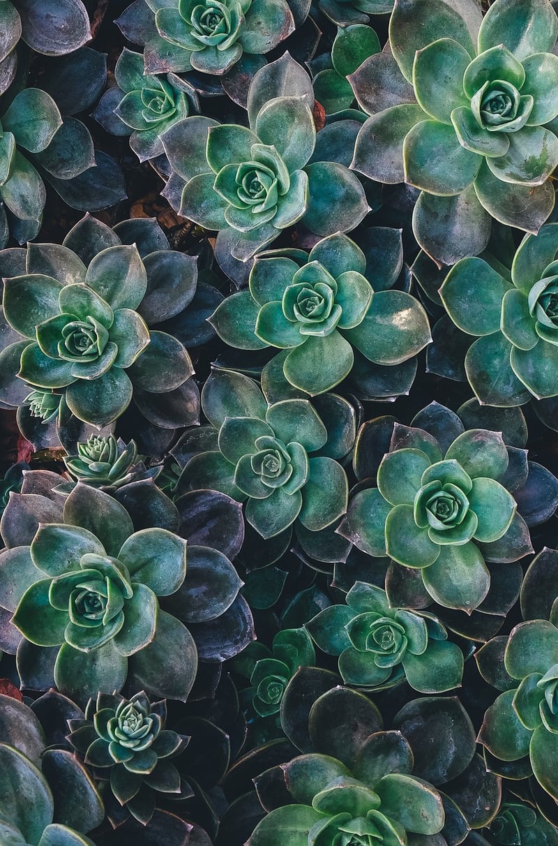 Scales and Succulents