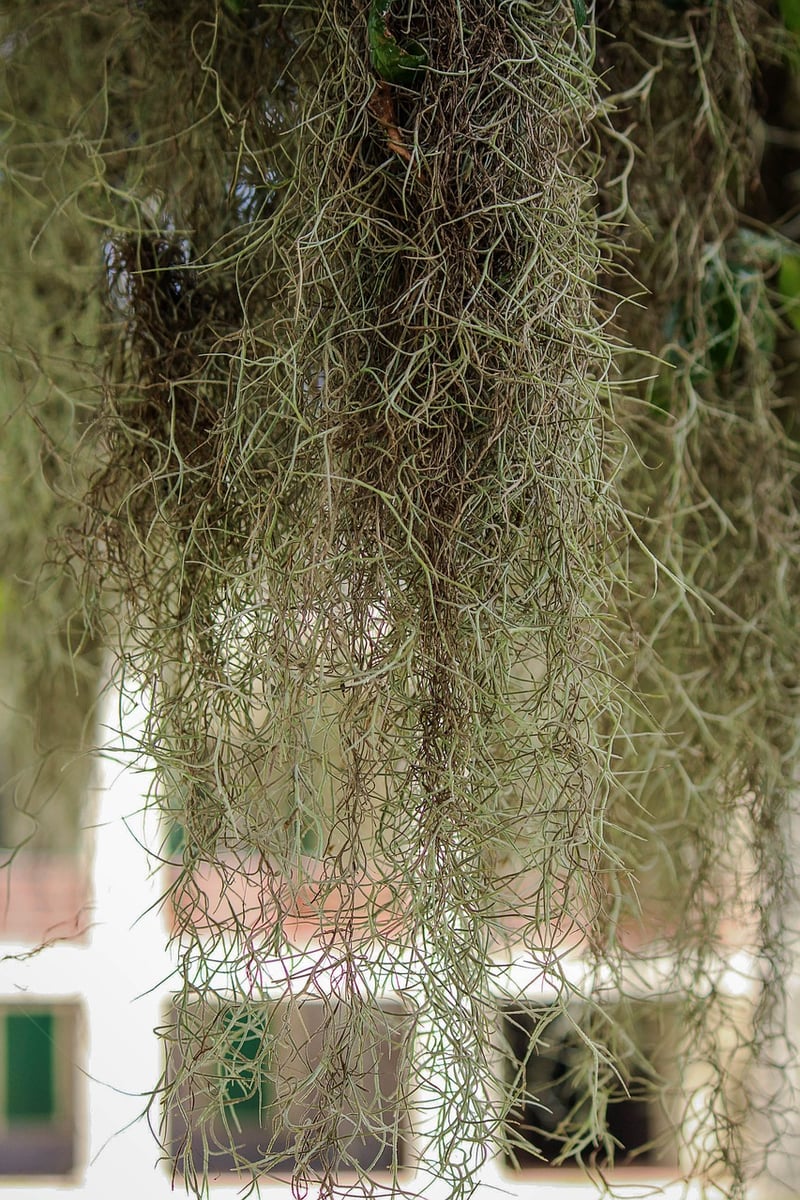 Tillandsia Air Plant
