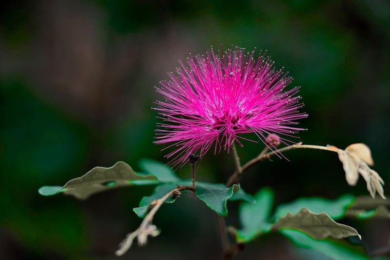 Calliandra Fairy Duster