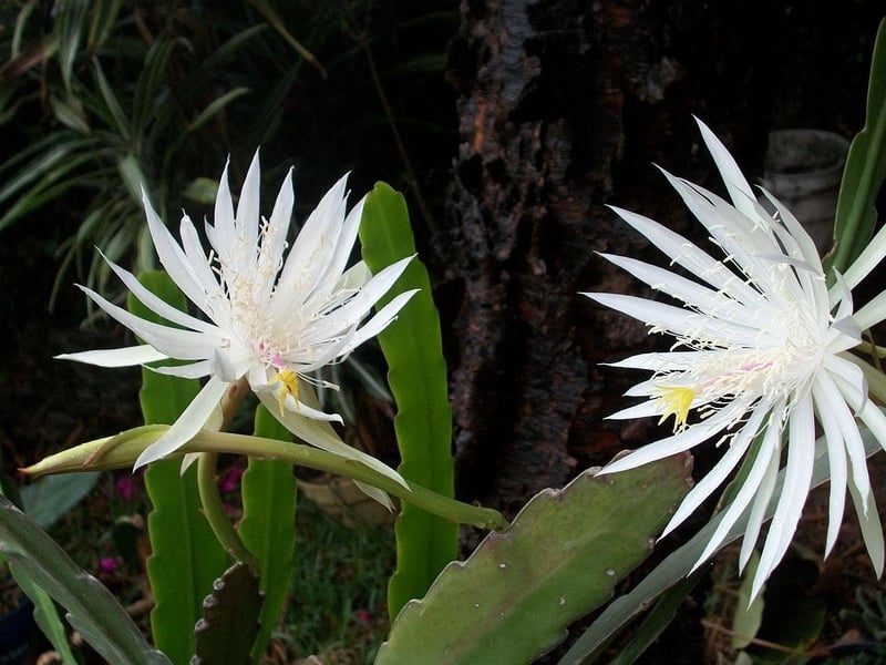 Epiphyllum Orchid Cactus